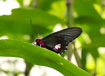 Butterfly on leaf