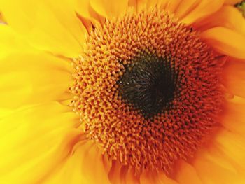 Close-up of sunflower