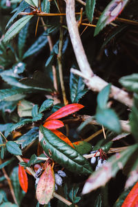 High angle view of flowering plant on field