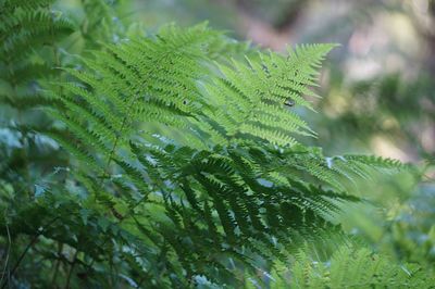 Close-up of pine tree leaves