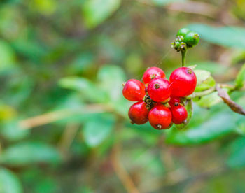 Close-up of red berries growing on tree