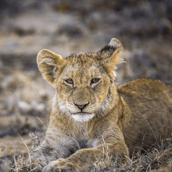 Portrait of a cat on field