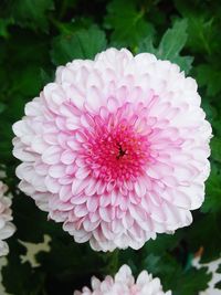 Close-up of pink flowers