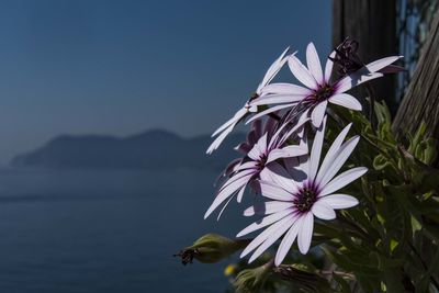 Close-up of flowers against sky