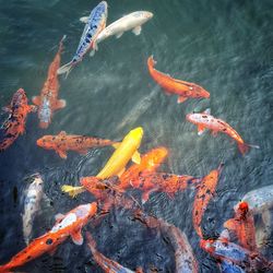 High angle view of koi carps swimming in lake