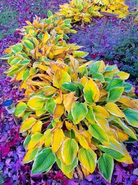 Full frame shot of green leaves