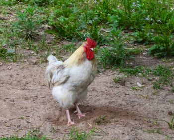 View of rooster on ground