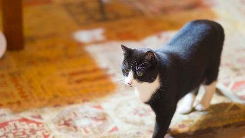 High angle view of cat at home