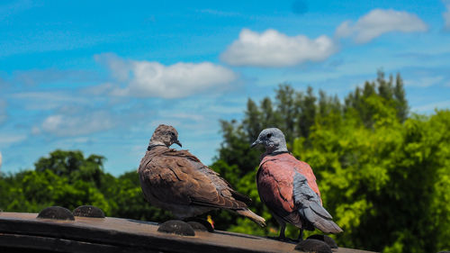 Close-up of bird perching on tree against sky