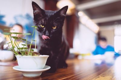 Close-up of cat on table