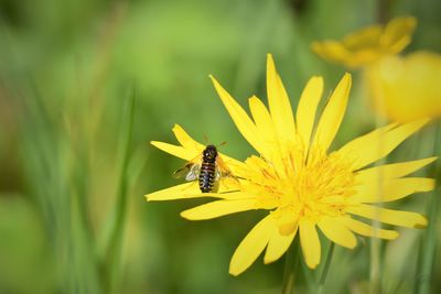 Close-up of bee pollinating on yellow flower