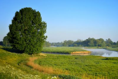 Scenic view of field against clear sky