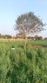 Trees on field against clear sky