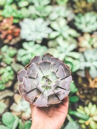Close-up of person holding leaf