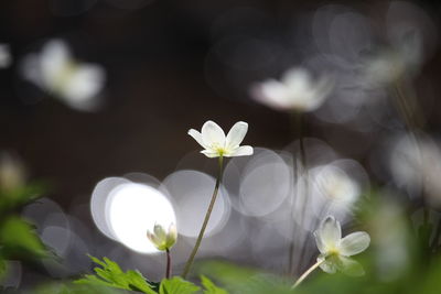 Close-up of white flowers