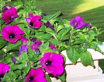 Close-up of pink flowers