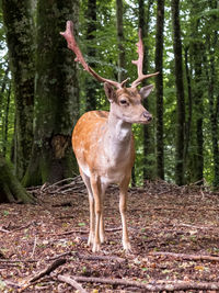 Deer standing in a forest