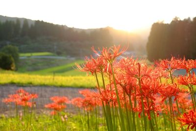 Close-up of red flowers in field