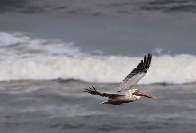 Seagull flying over sea against sky