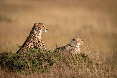 Cheetahs sitting on rock in forest