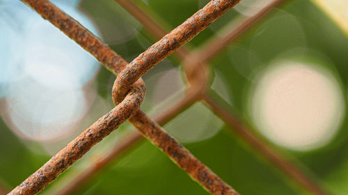 Close-up of rusty metal fence