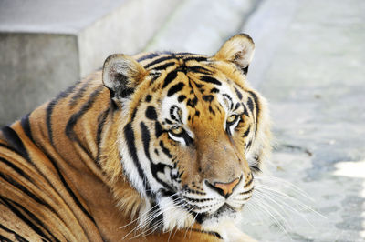 Close-up portrait of tiger