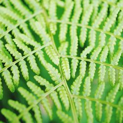 Close-up of green leaves