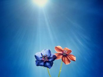 Low angle view of flowers against blue sky