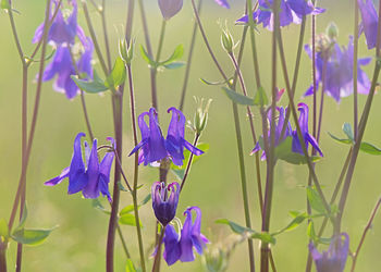 Close-up of purple flowering plants