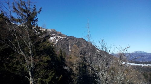 Low angle view of trees against clear blue sky