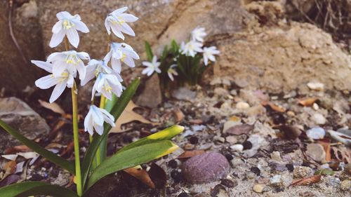 Close-up of white flowers
