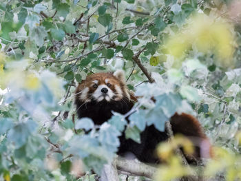 Red panda on tree