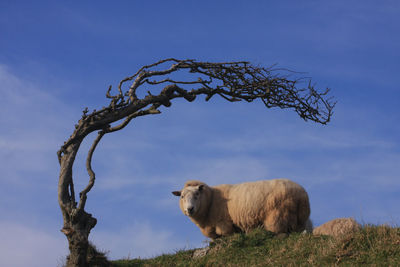Horse on tree against sky