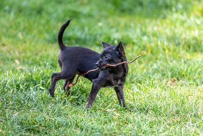 Black dog running on grass