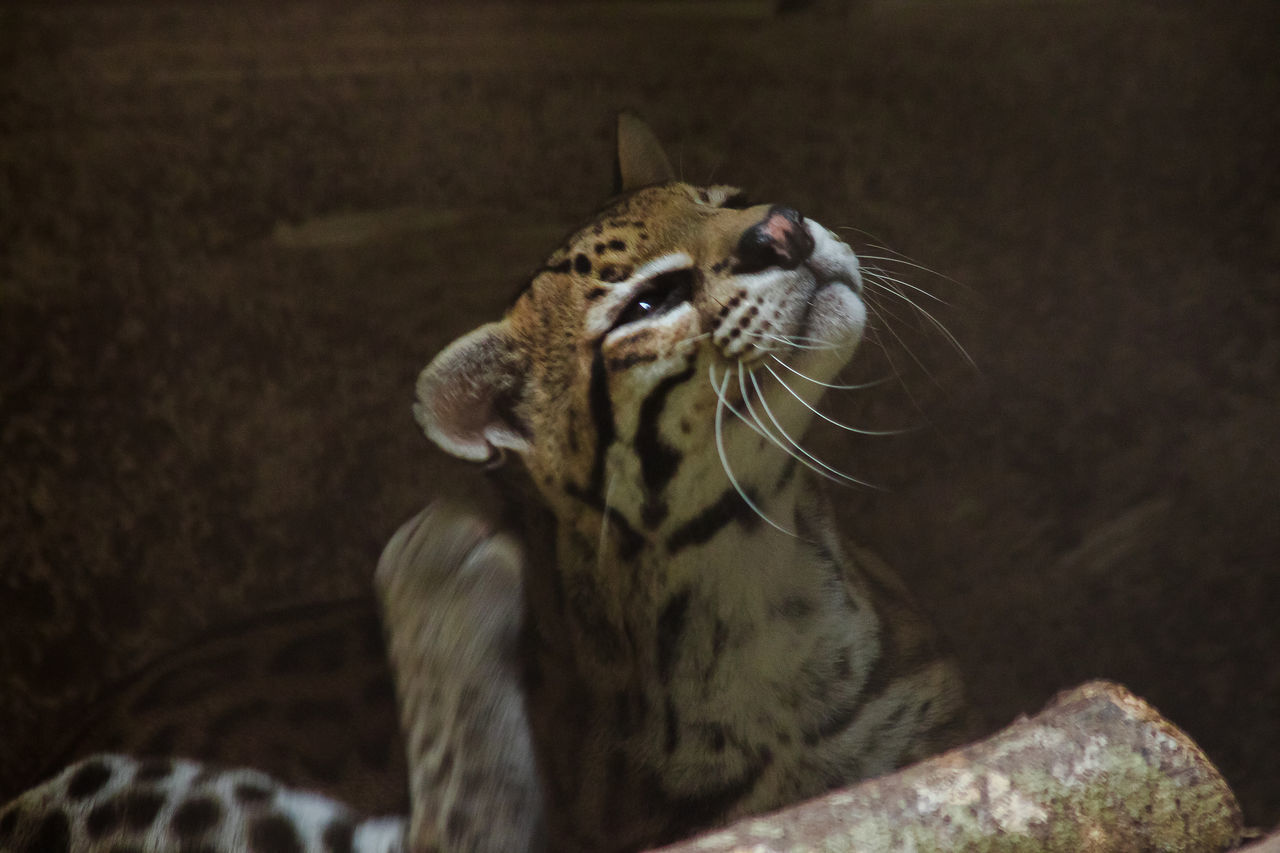 CLOSE-UP OF A CAT LOOKING AWAY OUTDOORS