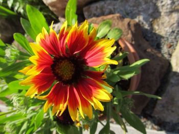 Close-up of orange flower