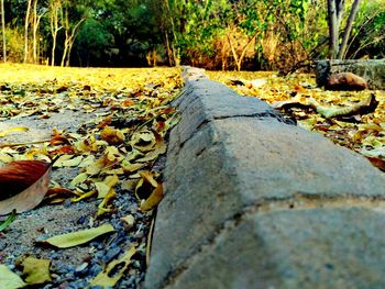 Footpath passing through forest