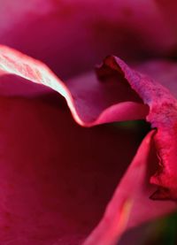 Close-up of pink rose