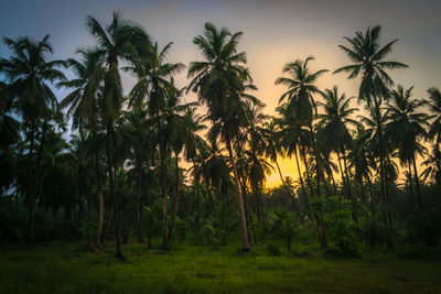 Palm trees on field against sky