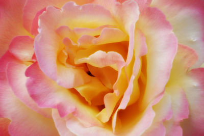 Close-up of pink rose