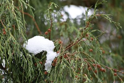 Close-up of frozen plants during winter