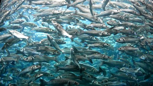 Full frame shot of fishes swimming undersea