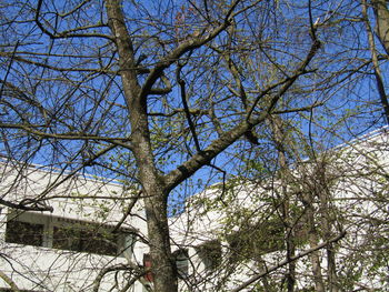 Low angle view of bare tree against sky