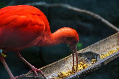 Close-up of bird perching on lake