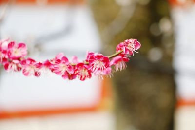 Close-up of pink flowers blooming outdoors