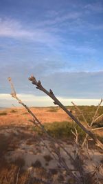 Close-up of tree against sky