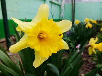 Close-up of yellow day lily blooming outdoors