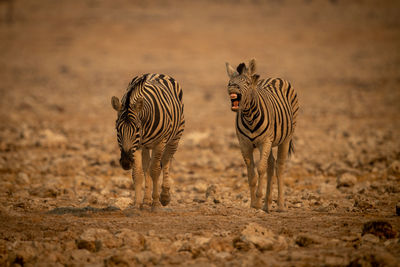 Plains zebra barks beside another among rocks