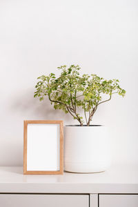 Potted plant on table against wall at home