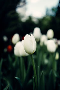 Close-up of white flowering plant on field